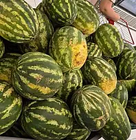 Kayserili vatandaşlar yapay zekaya karpuz seçtiriyor! İşte püf noktası…