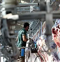 Kesimhaneler dikkat! Kurallar değişti, yeni dönem başlıyor