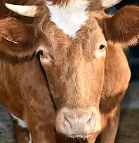 Kredi kartıyla Kurbanlık almak caiz mi? Kayseri Müftülüğü cevap verdi