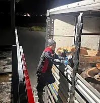 Kurban Bayramı öncesi sıkı denetim! Hayvanlar tek tek inceleniyor