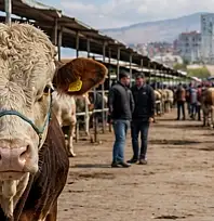 Kurbanlık satamayanlar dikkat! Devletin alım yapacağı fiyatlar açıklandı