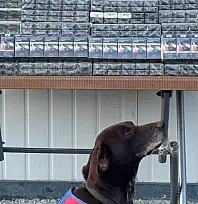 Malatya'dan gelen TIR'da  binlerce paket ele geçirildi