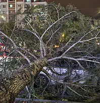 Meteoroloji Uyarmışt! Şiddetli rüzgar ağacı kökünden söktü