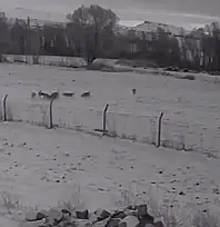 Pınarbaşı'da ilçeye inen kurtlar köpeği parçaladı!