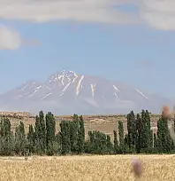 Sadece Kayseri'de üretiliyor! 38 çeşit yemeği yapılıyor, hasat başladı