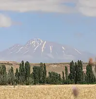 Sadece Kayseri'de üretiliyor! 38 çeşit yemeği yapılıyor, hasat başladı