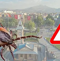 Şimdiden 5 can aldı: İşte keneyi çoğaltan faktörler...