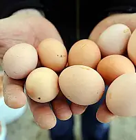 Yumurta fiyatları son 3 haftadır düşüyor... Son rakamlar