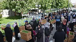 Kayseri'de bir kez daha ücretsiz domates fidesi dağıtılacak!