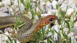 Kayseri'de neden yastıklarının altına yılan derisi koydular?