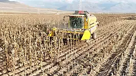 Kayseri'de 'sarı altın' hasadı başladı