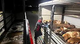 Kurban Bayramı öncesi sıkı denetim! Hayvanlar tek tek inceleniyor