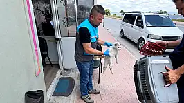 Kayseri'de itfaiyeden kedi kurtarma operasyonu