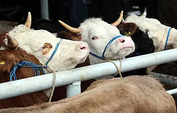 Kayserili üreticiler dikkat! Başvuru tarihleri değişti