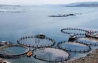 Denizi olmayan Kayseri'de günlük 100 ton üretim