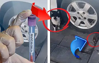 Hantavirüs gündemdeyken, bu görüntü Kayseri'de çekildi! Kedi, fareye neden bir şey yapmıyor?