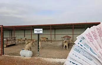 Kayseri'ye 20 dönümlük hayvan barınağı! Bakın kaç milyon TL'ye yapılacak?