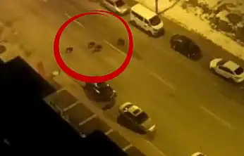 Kayseri'de aç kalan yaban domuzları merkeze indi