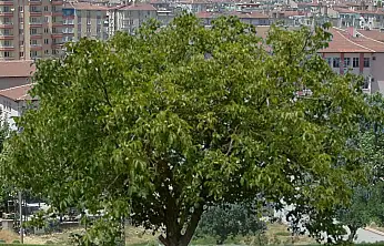 Kayseri'de ceviz ağacından düştü, hayatını kaybetti