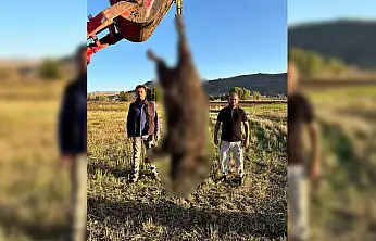 Kayseri'de çiftçilerin başına bela olan 300 kiloluk dev tehlikeyi özel ekip etkisiz hale getirdi