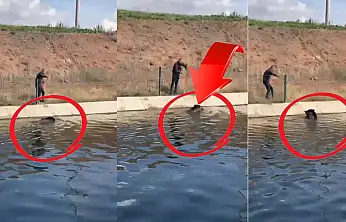 Kayseri'de şaşırtan görüntü! İple domuz kurtarma operasyonu