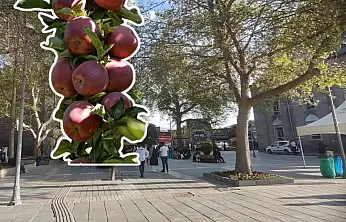 Kayseri'de icralık olan tonlarca elma bugün satışa çıkıyor!