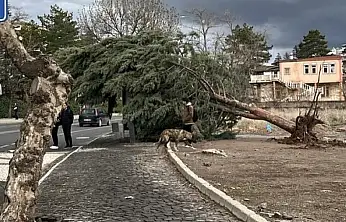 Kayseri'de kuvvetli fırtına ağaçları kökünden söktü