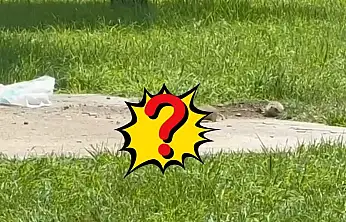 Kayseri'de Millet Bahçesi'nde ortaya çıktı! Görenler telefona sarıldı