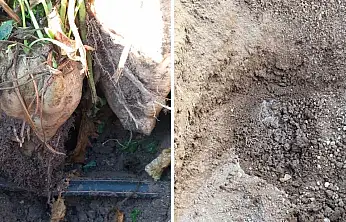 Kayseri'de şeker pancarı üretiminde bir devir kapanıyor! Maliyet bakın nasıl düşürüldü