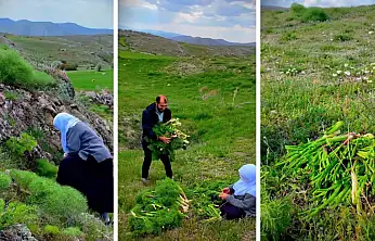 Kayseri'de şifa dağıtan ot! Doğada kendiliğinden yetişiyor, çok az kişi biliyor