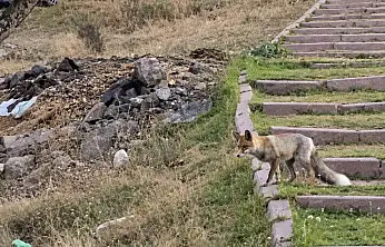 Kayseri'de tilki öyle bir şey çaldı ki! Görenler şaştı kaldı