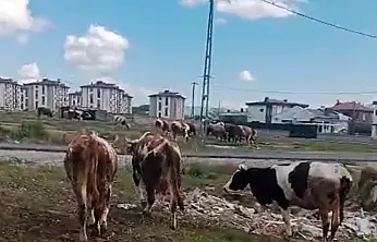 Kayseri'de vatandaştan 'inek' tepkisi!