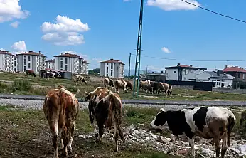 Kayseri'de vatandaştan 'inek' tepkisi!