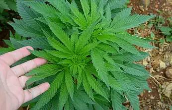 Kayseri'de çiftçinin yüzünü güldürecek 'Yeşil Altın' dönemi başlıyor