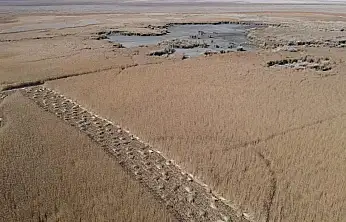 Kayseri'de yetişiyor... Almanya'dan İngiltere'ye lüks otellerde bakın ne için kullanılıyor