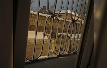 Kayseri merkeze 6 km uzaklıktaki o mahallede kurt görüldü!