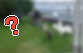 Kayserili ünlü iş insanı boğazdaki yalısının bahçesinden paylaştı! Bakın ne besliyor?