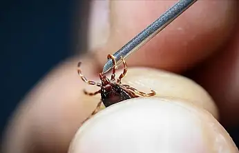 Kene sonrası ortaya çıkan hastalık hızla yayılıyor