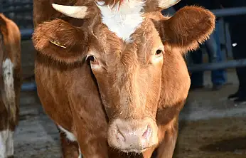 Kredi kartıyla Kurbanlık almak caiz mi? Kayseri Müftülüğü cevap verdi