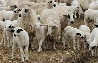 Küçükbaş hayvancılıkta Kayseri'den dikkat çeken yükseliş