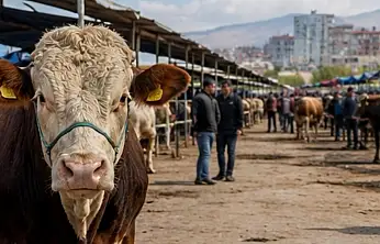 Kurbanlık satamayanlar dikkat! Devletin alım yapacağı fiyatlar açıklandı