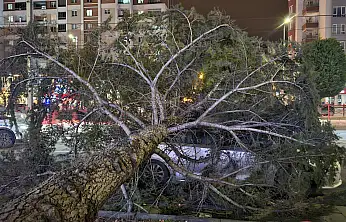 Meteoroloji Uyarmışt! Şiddetli rüzgar ağacı kökünden söktü
