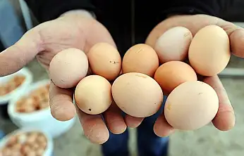 Yumurta fiyatları son 3 haftadır düşüyor... Son rakamlar