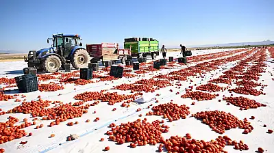 Erciyes'in eteklerinden dünya sofralarına