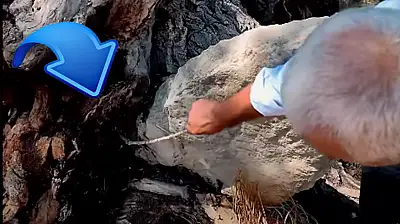 Kayseri'de ağacın gövdesinde mezar çıktı!