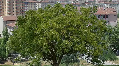 Kayseri'de ceviz ağacından düştü, hayatını kaybetti