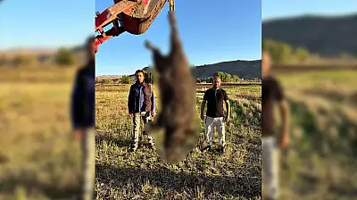 Kayseri'de çiftçilerin başına bela olan 300 kiloluk dev tehlikeyi özel ekip etkisiz hale getirdi