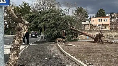 Kayseri'de kuvvetli fırtına ağaçları kökünden söktü