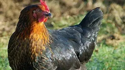 Kayseri'de tavuk dağıtılacak