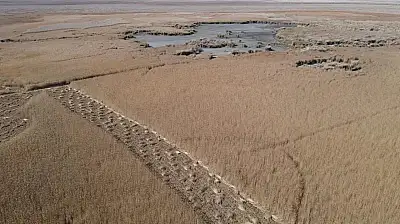 Kayseri'de yetişiyor... Almanya'dan İngiltere'ye lüks otellerde bakın ne için kullanılıyor